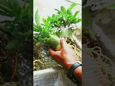 Wüstenrose. Zimmerpflanze. Adenium. Zierpflanze. Bonsai. Garten. #Pflanzen