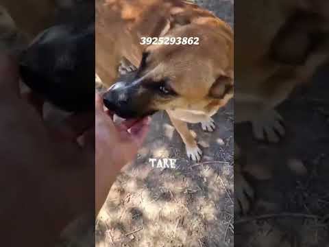 Regalo Tare una dolce cagnolina in attesa di una famiglia 