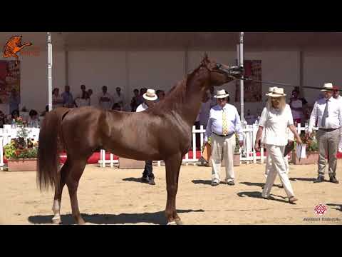 N 108 VESUVIUS DPA   2020 Menton Mediterranean and Arab Countries Arabian Horse Championship   4 6 Y