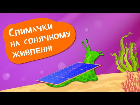 Дива природи. Явища навколо нас. Costasiella kuroshimae та молюски на сонячних батареях