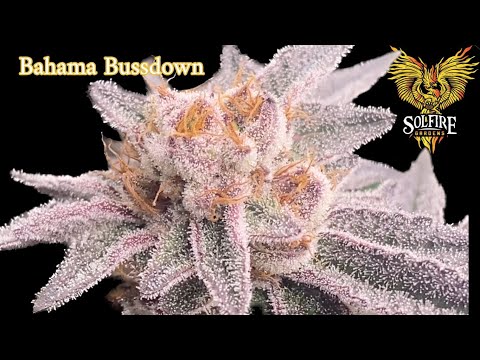 @MarsHydro_official FCE4800 Solfire Gardens Bahama Bussdown week 7