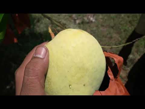 Fresh banganapalli mango