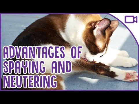 Why Should You Neuter A Cat? ADVANTAGES of Spaying!