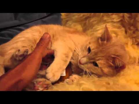 CHANEL N°5 and KRATOS