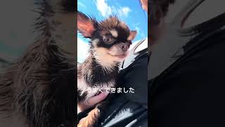 #doglife #チワワ #chihuahua #犬のいる暮らし #犬とキャンプ
