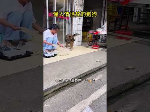 懂人情世故的狗狗‘