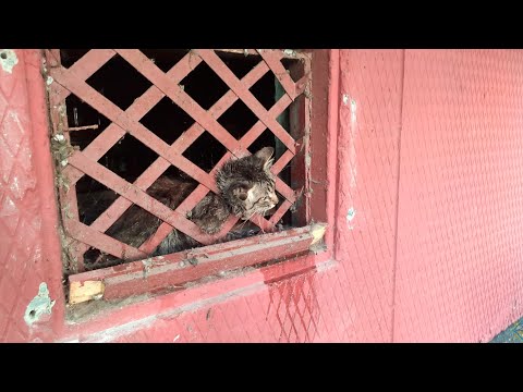 Как спасали кота, застрявшего в решётке видео