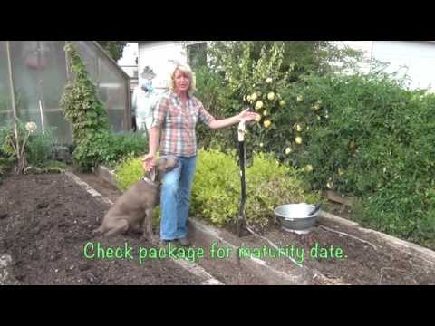 How and When to Harvest Peanuts