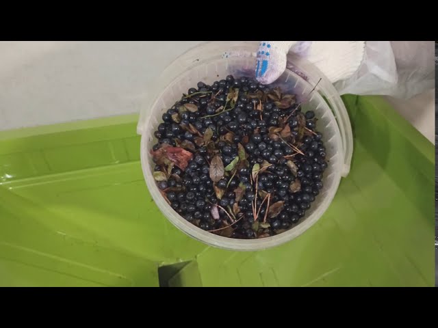 Веялка для очистки ягод "Брус-500" (клюква, черника, брусника) - "Ягода ...