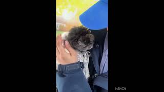 Video preview image #1 Poodle (Toy) Puppy For Sale in Seattle, WA, USA