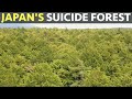Japan's Suicide Forest.