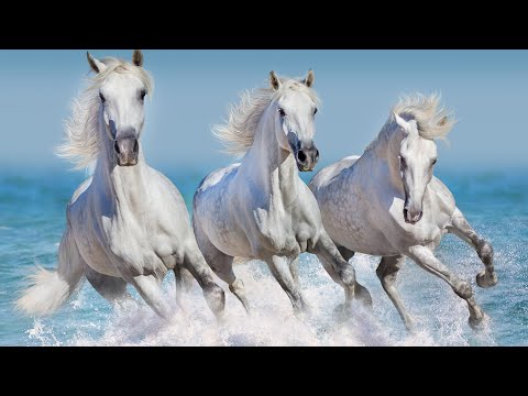 Peaceful Soothing Relaxing Instrumental Music "White Shores" by Tim Janis