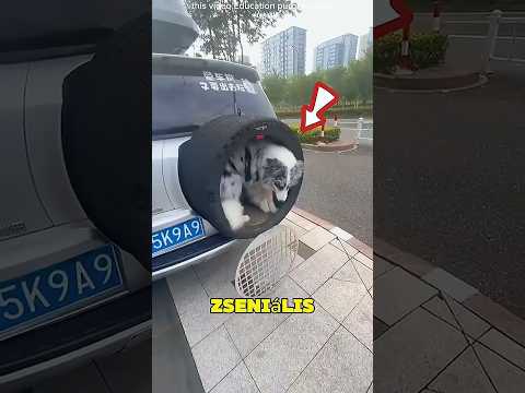 A fiú zseniális ülést épített a kutyájának! 🤯🐶❤️ | #kutyus #DIY