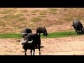 Cape Buffalo Stock Footage