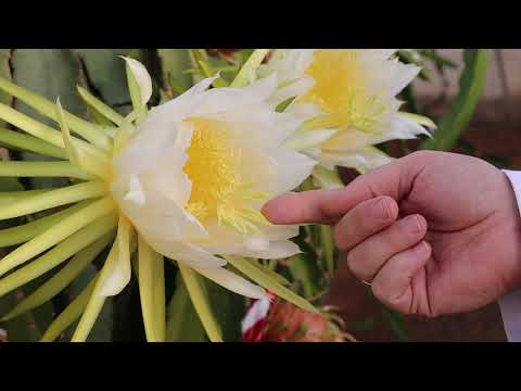 Polinización de la pitaya