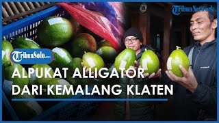 Inilah Alpukat Alligator, Alpukat Segede Piring dari Kemalang Klaten, Sebiji Beratnya 1 Kg