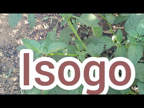 Isogo Ziyongesha uburozi bumaze igihe zivura sobanucyirwa wivure