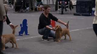 preview picture of video 'Hundeudstilling i Aars'
