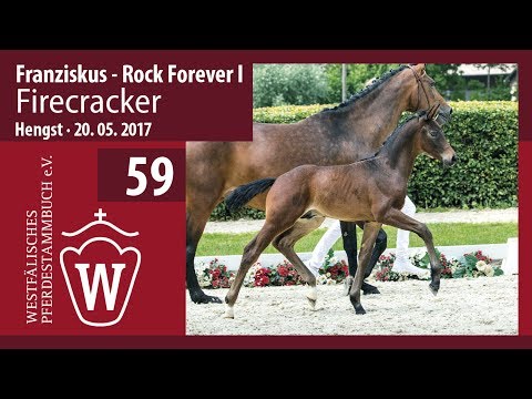 59 Firecracker  Hengst v. Franziskus - Rock Forever I