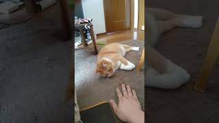 ぐだぐだ遊ぶ#cat#animal#Shorts