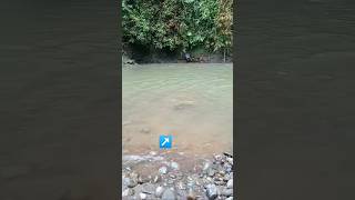 Download lagu STRIKE BABON GAESS‼️‼️‼️🔥🔥🔥#mancing #shorts #trending #trendingshorts mp3 Download lagu STRIKE BABON GAESS‼️‼️‼️🔥🔥🔥#mancing #shorts #trending #trendingshorts mp3