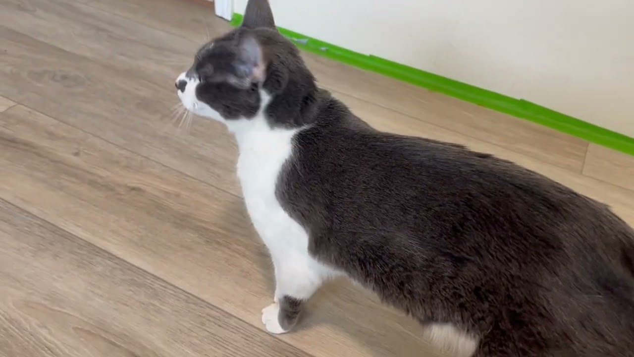 Jigsaw , a ADOPTABLE Domestic Short Hair in Eagle Point, OR video 5/6