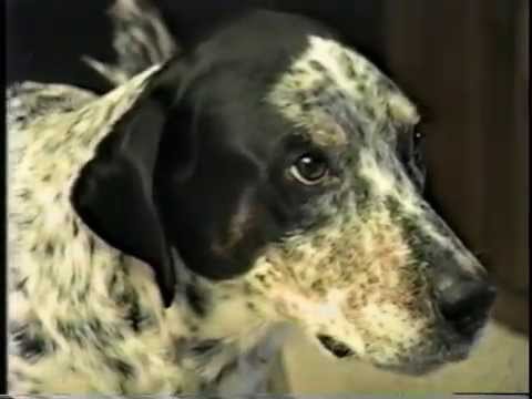 Cute Coke Commercial - Amazing well trained dog gets his owner a Coke!