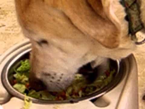Vegetarian Doggy
