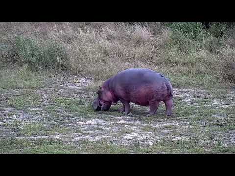 Djuma: Hippo male heading out to graze - 17:29 - 04/20/2022