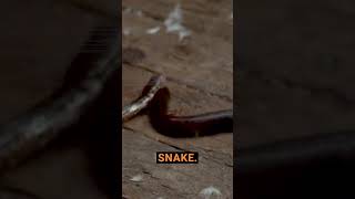 The SHOCKING Truth Behind Friday the 13th  No CGI, Just a Poor Snake!
