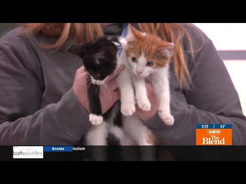Pets of the Week: Kittens - YouTube