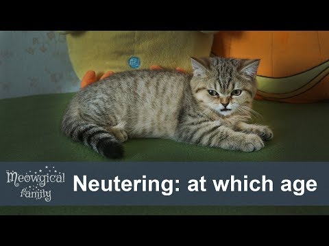 A perfect age for neutering - when?