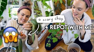 Chopping My Favourite Plant ✂️ Chop, Prop + Repot With Me 🌿