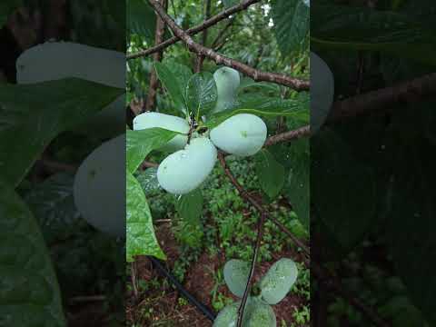 Bounty of Pawpaw Trees in This Permaculture Garden