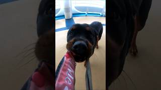 Royal Caribbean - Liberty of The Seas. May 20 & 25 2025, Tug of War with A Rottweiler Harley Quinn