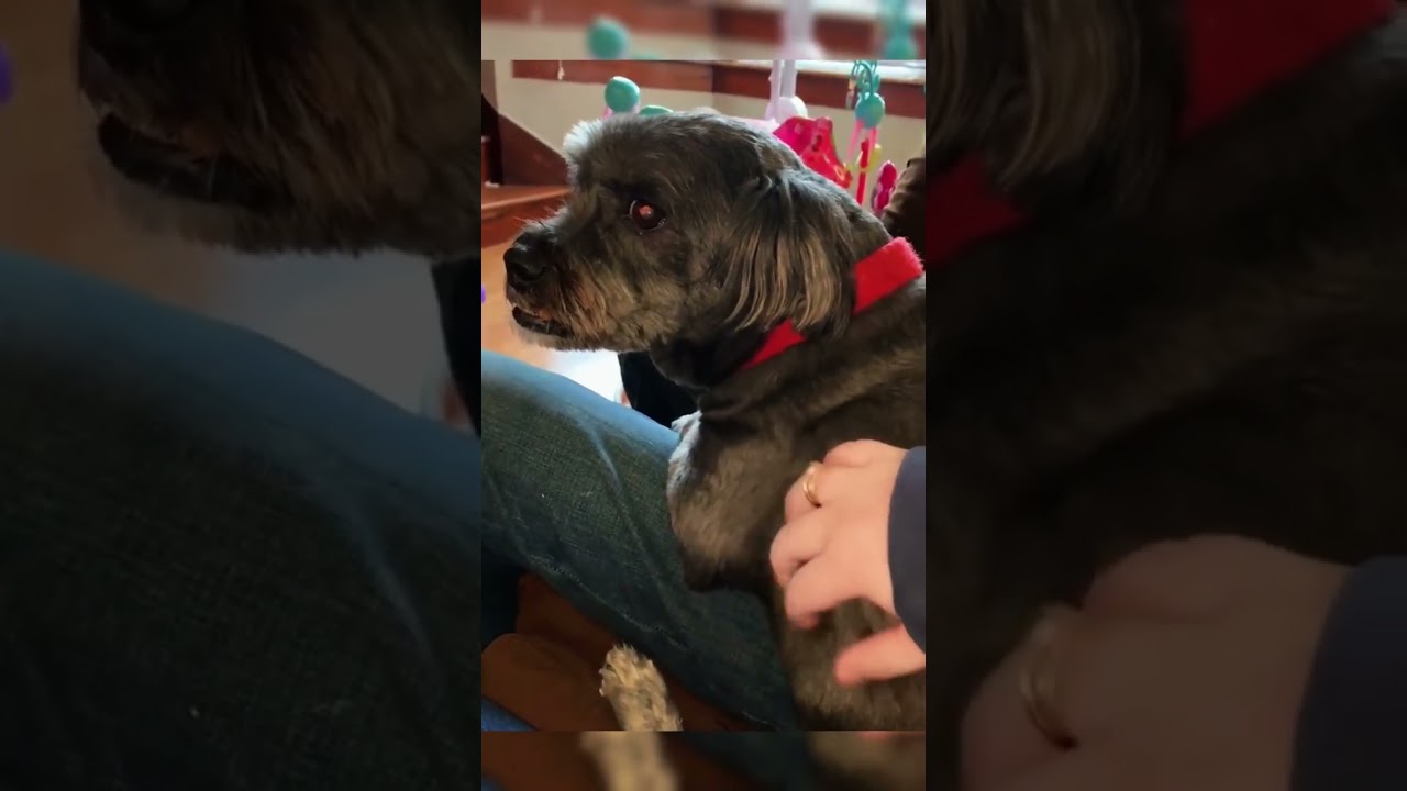 Dog: Don't stop 🐶 #funny #funnydog #dog #fyp