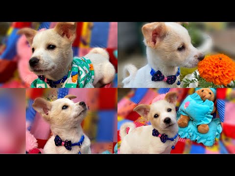 BRUNO'S FIRST PHOTOSHOOT || OUR  PUPPY'S PHOTOSHOOT || Dipa Mazumdar || #vlog92