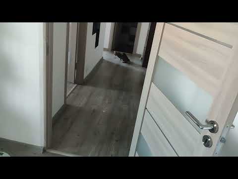 Ingrid-Pisica noastra