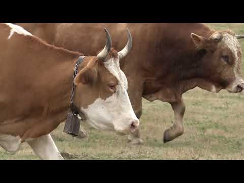 Naša priča ep. 319 30.09.2021. Han Pijesak, stočarstvo, Boro Deurić, Milanka Antolić, Romanija