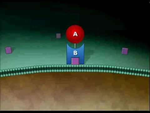 A-B Toxin Exotoxin Animation Video