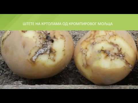 Zelena prognoza, 28.7.2016. - O krompirovom moljcu i merama kontrole