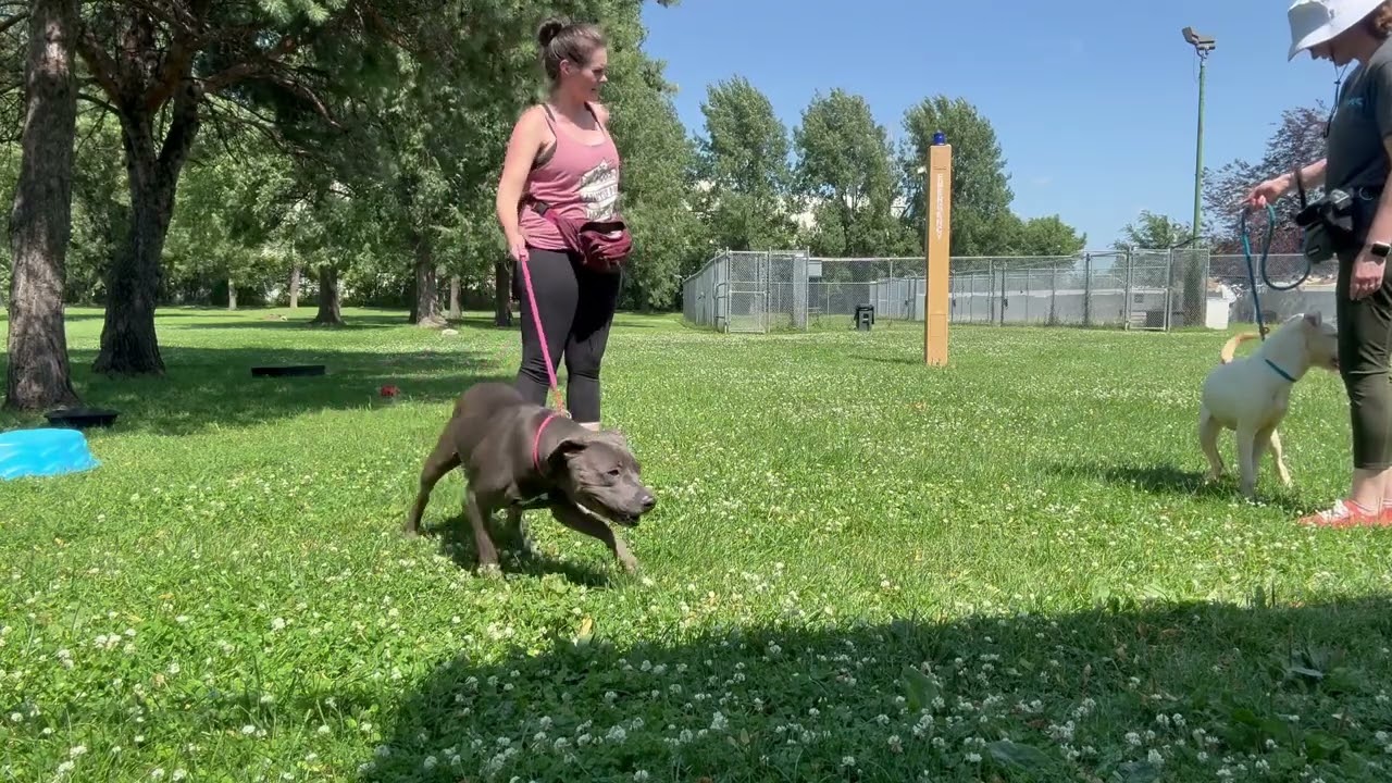 Tropicana's Leash Test