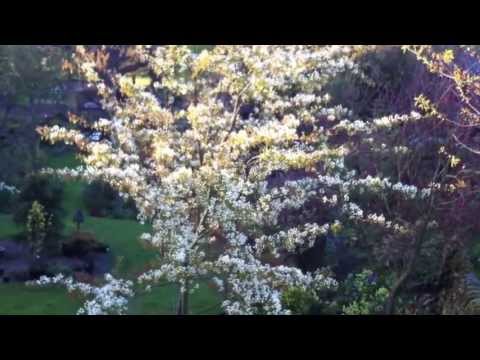 Amelanchier canadensis