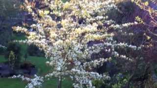 preview picture of video 'Amelanchier canadensis'