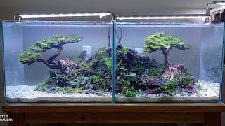 Setting Aquascape Bonsay 40cm x 2 | Double MIRROR | Bisa Dipisahkan