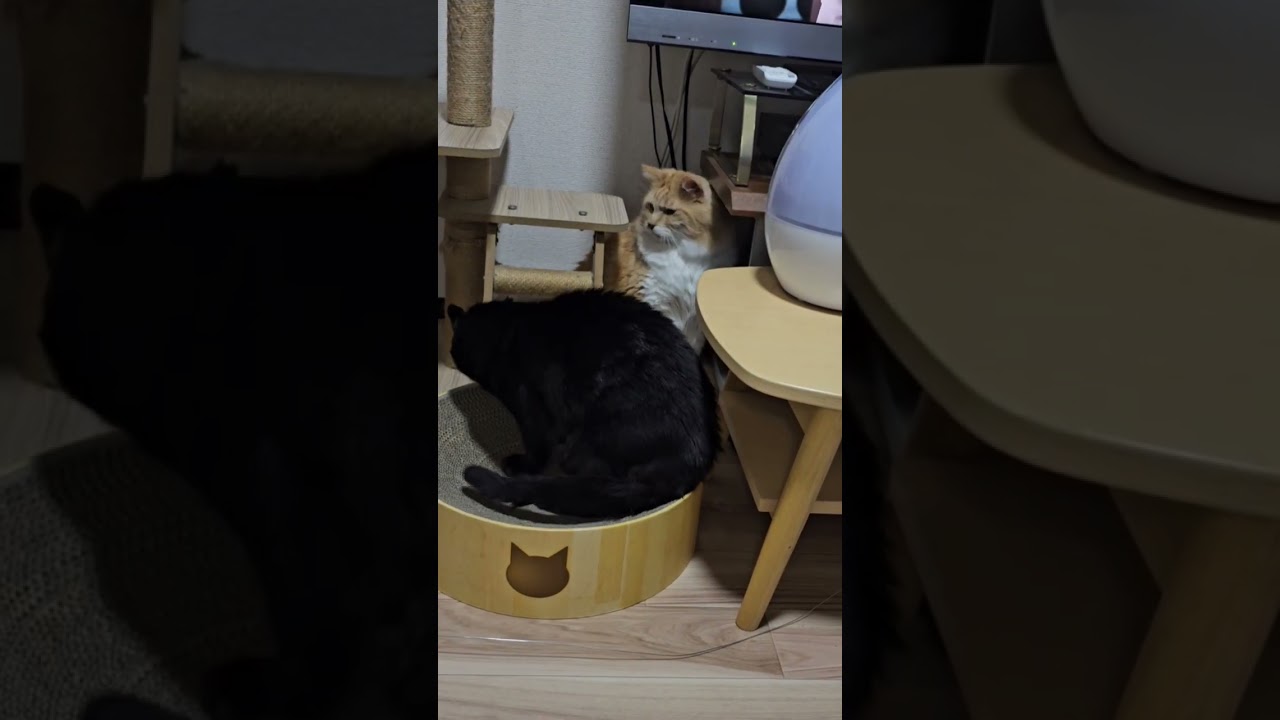 保護猫、幸吉と黒ちゃん#野良猫保護、救助#捨て猫#Stray cat rescue and protection #abandoned cats