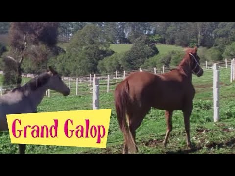 Grand Galop 105 - Allez, au galop | HD | Épisode Complet