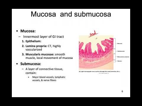 Digestive System Part 1