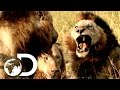 Most Savage Pack Of Lion Brothers The Lions Of Sabi Sands