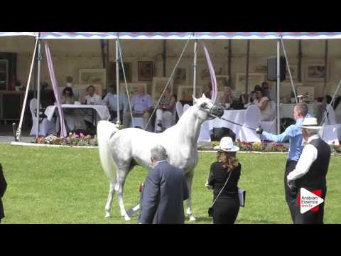 Strohen 2016 - B-Show Class H